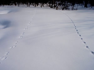 キツネの足跡とウサギの足跡