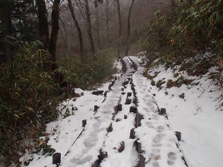 雪の木道