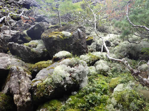 苔の岩