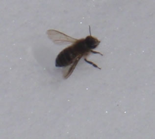 ニホンミツバチ2