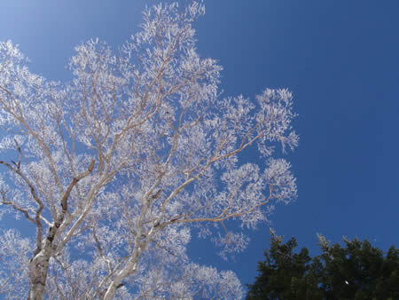 ダケカンバの樹氷