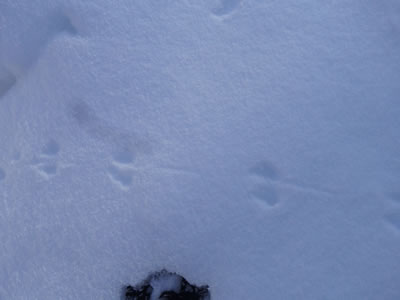 ネズミの雪上足跡3