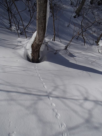 ネズミの雪上足跡