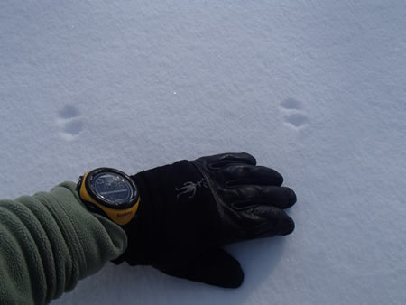 ネズミの雪上足跡2
