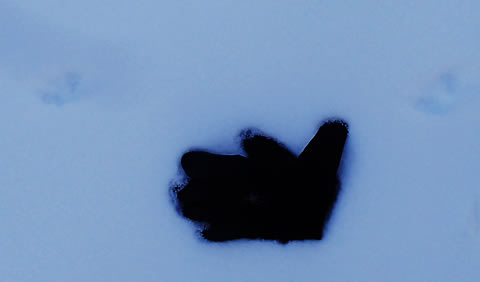 ネズミの雪上足跡