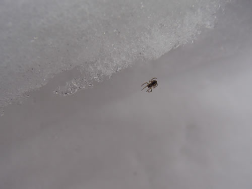 雪上蜘蛛