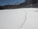 キツネの雪上の足跡