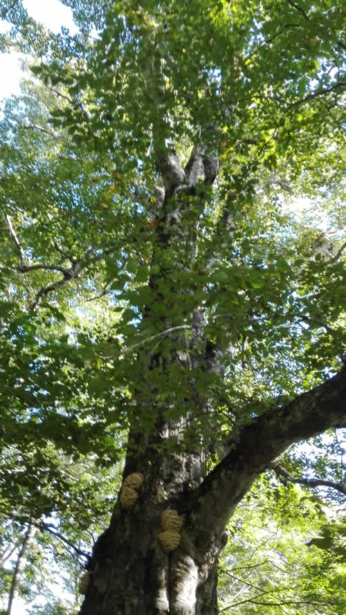 ブナの古木