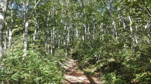 白樺尾根