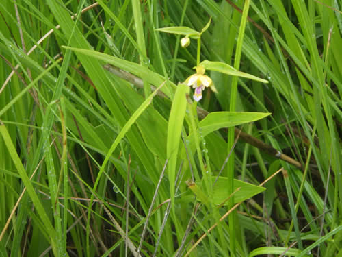 カキラン