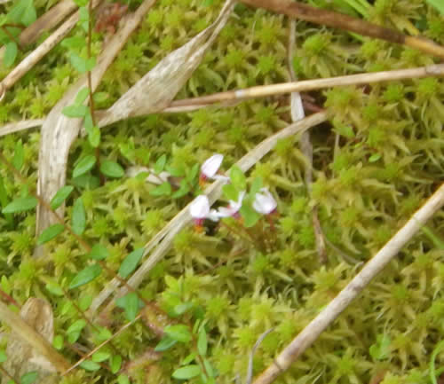 ツルコケモモの花