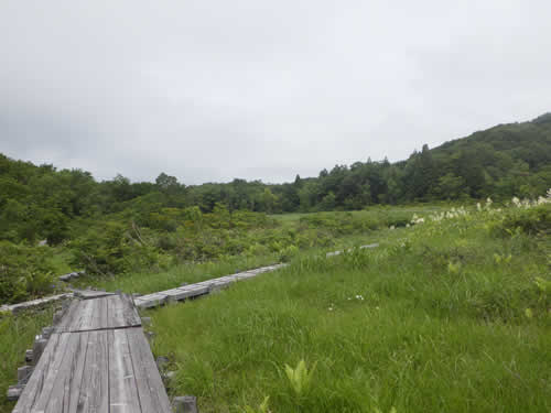 玉原湿原