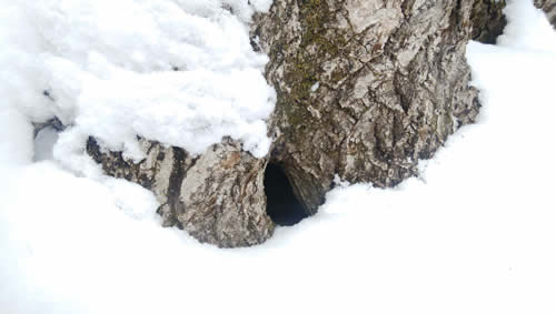 木の根の穴