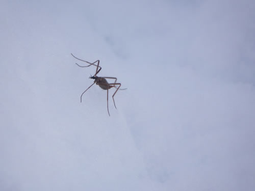 クモ型ガガンボ。