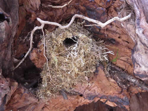 ミソサザイの巣