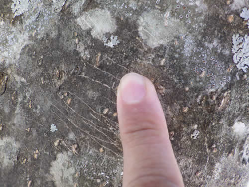 モモンガの爪痕