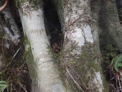 木の根元の穴