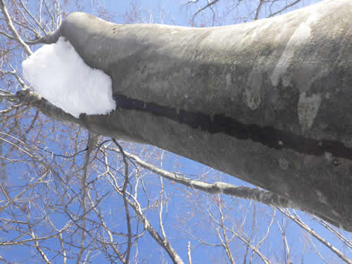 雪の樹幹流