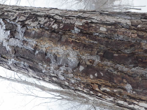凍った樹幹流