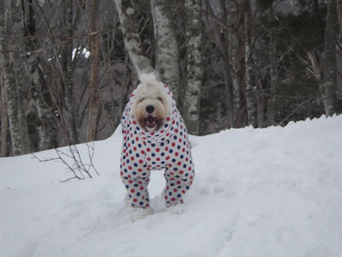 愛犬用雪山服。