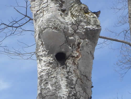 木の穴