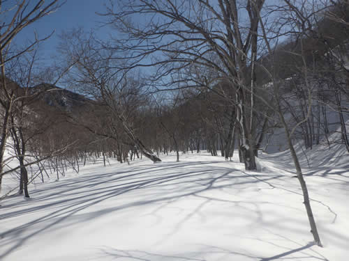 雪の森