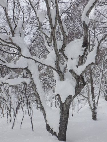 ブナと積雪