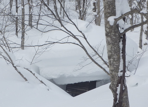 雪のきのこ