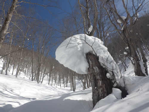 雪のリーゼント