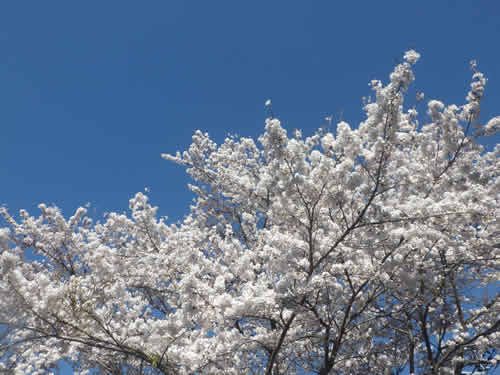 桜満開