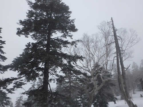 雪