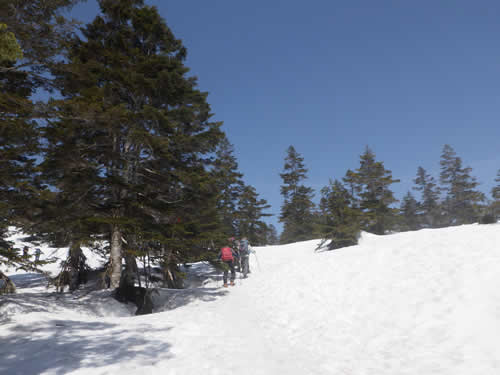 亜高山帯