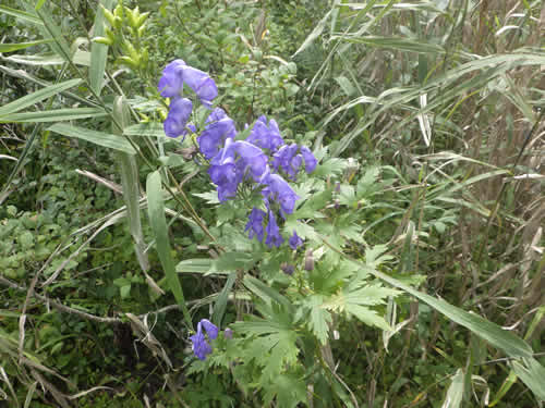 トリカブトの花