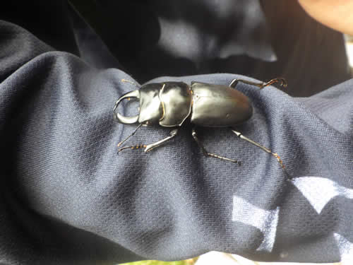 ヒメオオクワガタ