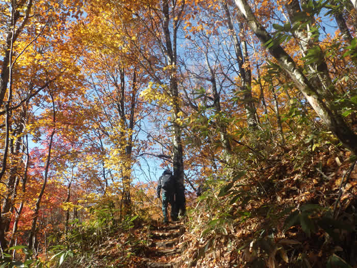 ブナの森の紅葉