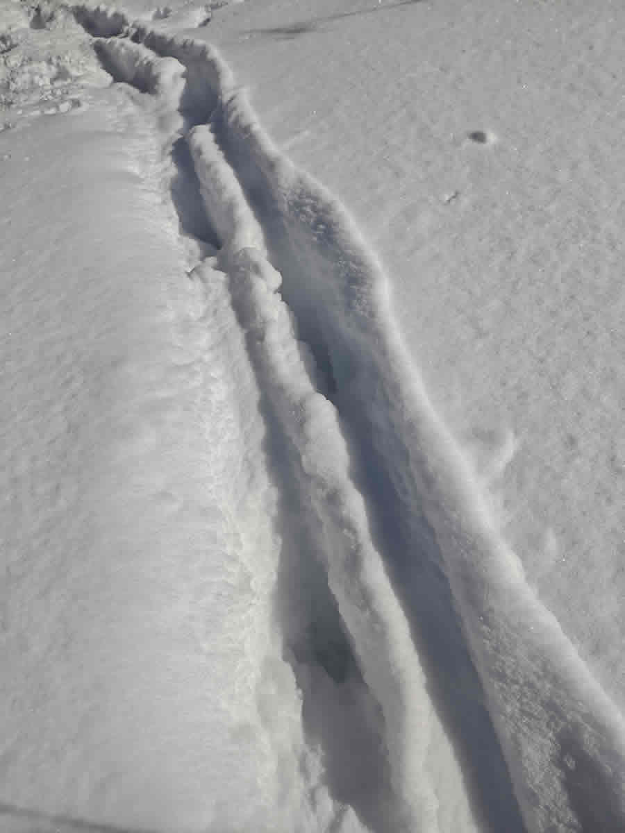 カモシカの足跡。