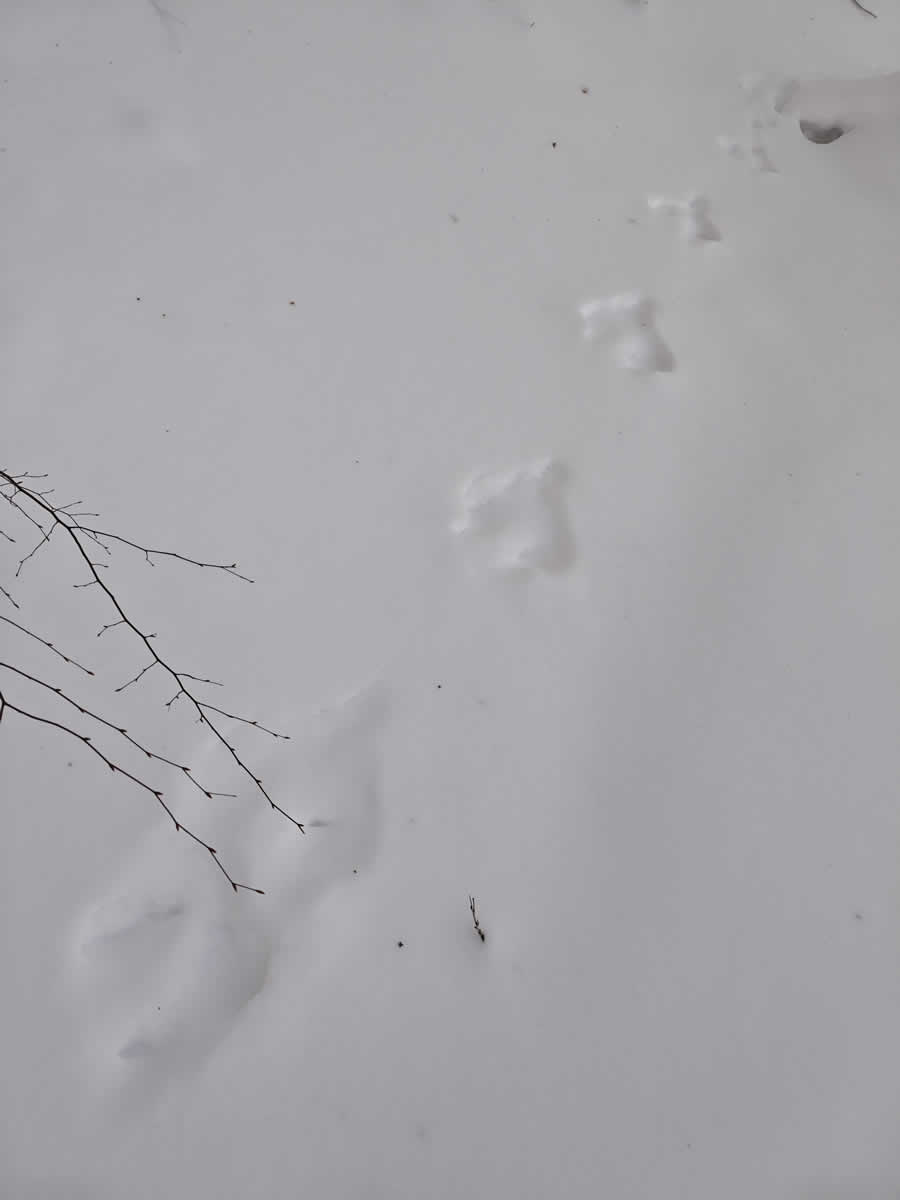 ウサギの足跡、雪の上