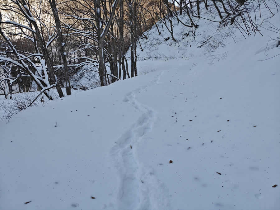 スノーシュー足跡