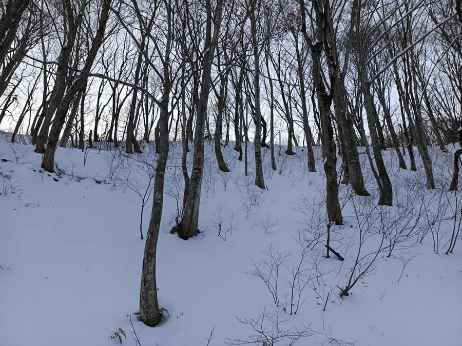 雪の斜面