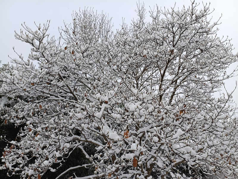 モクレンに雪