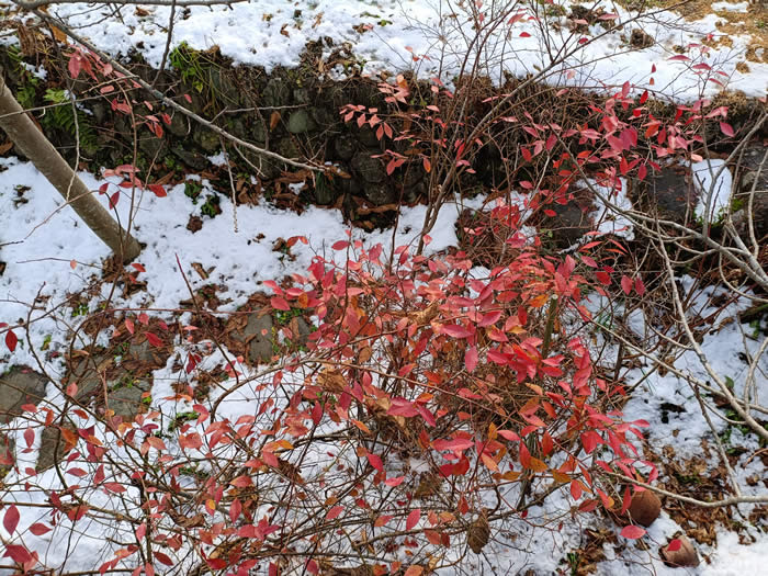ブルーベリーと雪。