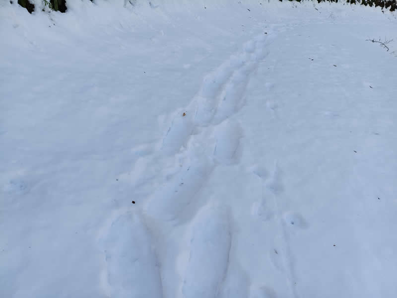 スノーシュー足跡