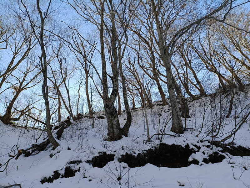 スノーハイクコース