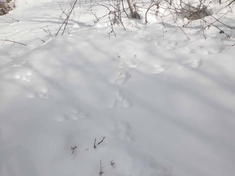 ウサギの足跡