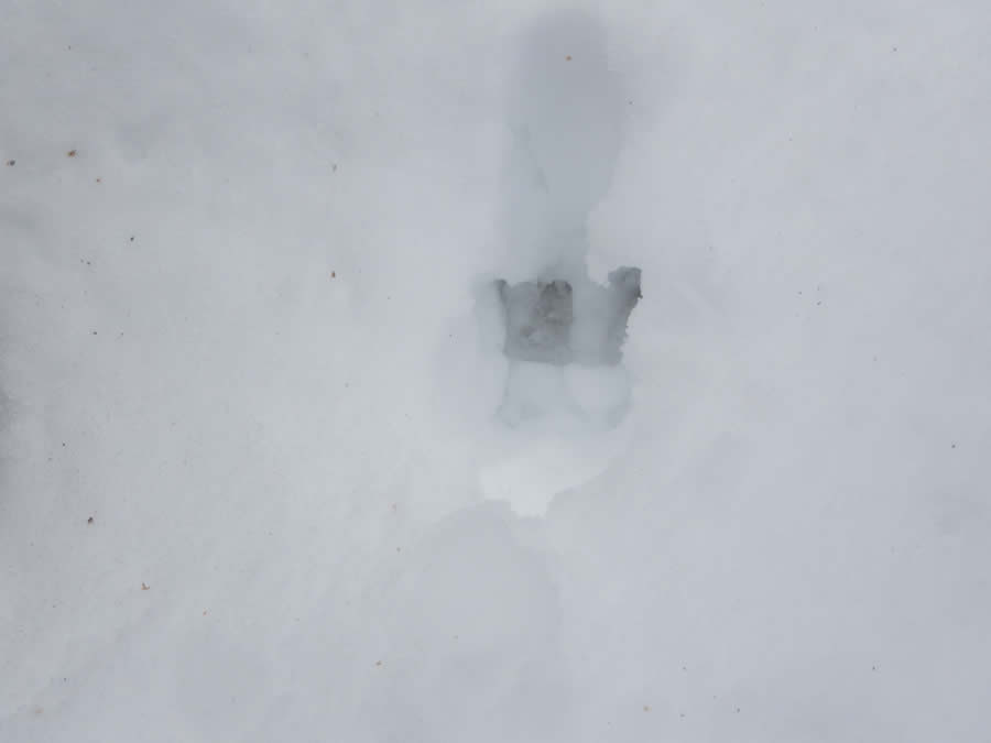 カモシカの足跡