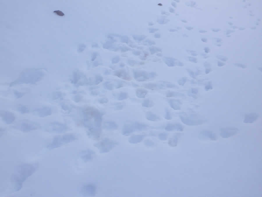 テント狐の足跡