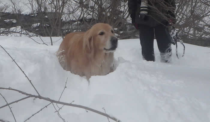 埋もれるレトリバー