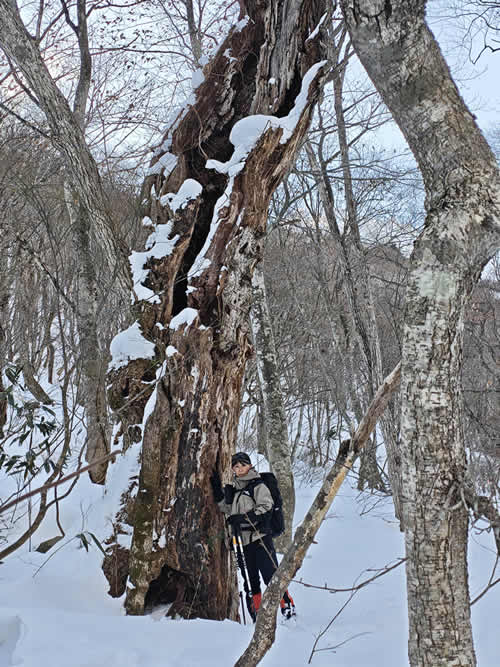 ミズナラのマザーツリー