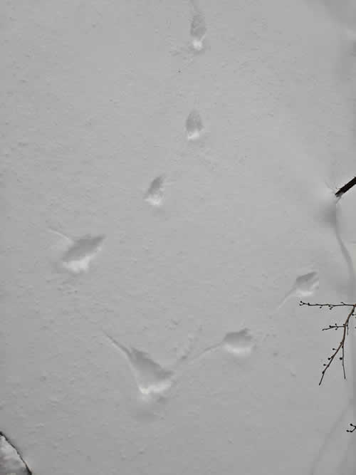 オコジョの足跡。