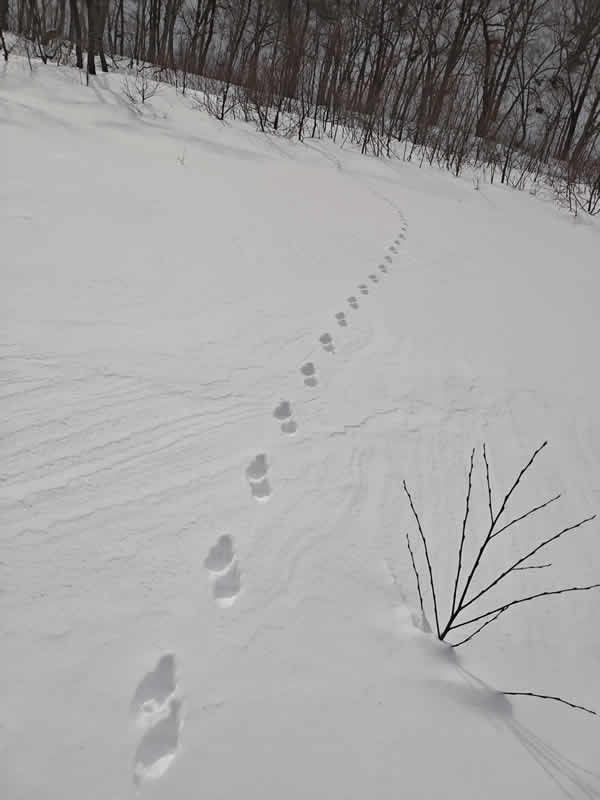 雪原のテンの足跡